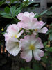Carabella rose photo