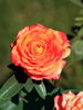 Lambada ® rose photo