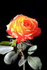 Lambada ® rose photo