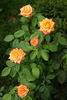 Lambada ® rose photo
