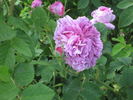 Comte Lacépède rose photo