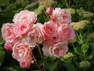 Aladdin Palace rose photo