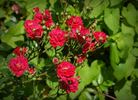 Fairy Dance ® rose photo