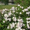 Sävel rose photo