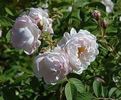 Sävel rose photo