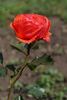 Floradora rose photo