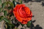 Floradora rose photo