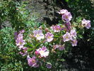 Rosa woodsii 'Kimberley' rose photo
