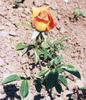 Irénke rose photo