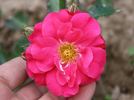 Alexander von Humboldt rose photo