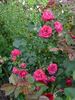 Alexander von Humboldt rose photo