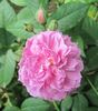 Pride of Washington rose photo