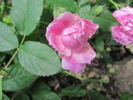 Pride of Washington rose photo