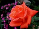 Beauty Star rose photo