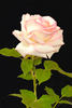 Diamond Design rose photo