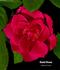 Daniel Boone rose photo