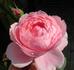 The Miller rose photo