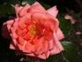 HORbondsmile rose photo