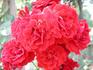 Dynamite ™ rose photo