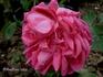 Alsace-Lorraine rose photo