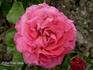 Ami Charmet rose photo