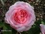 André Leroy rose photo