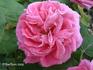 Antoine Mouton rose photo