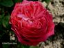 Baron Haussmann rose photo