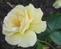 Amber Waves ™ rose photo