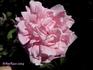 Berthe Baron rose photo