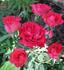 Fusilier rose photo