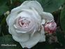 Bouquet de Marie rose photo