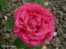 Comte de Falloux rose photo