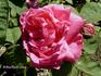 Comte de Nanteuil rose photo