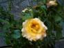 Canyon Cupido rose photo