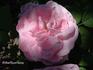 Comtesse Branicka rose photo