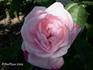 Duchesse de Vallombrosa rose photo