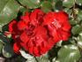 Cappa Magna ® rose photo