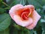 Joey's Palace rose photo