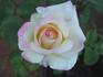 Rose Odyssey 2000 rose photo