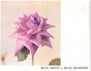 Blue Moon x Blue Diamond rose photo