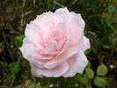 Allegory Of Spring ™ rose photo