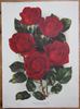 Madge Whipp rose photo