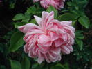 Gregg Lowery rose photo
