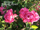 Bengale Cerise rose photo