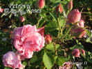 Catherine II rose photo
