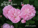 Gloire de Guilan rose photo
