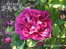 Baron de Gossard rose photo