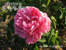 Bicolore incomparable rose photo
