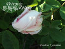 Candeur Lyonnaise rose photo